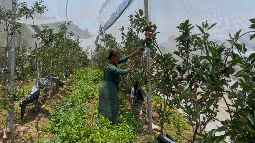 पौड़ी गढ़वाल : जमरिया के दो किसानों ने सेब बागवानी से लिखी आत्मनिर्भरता की नई कहानी